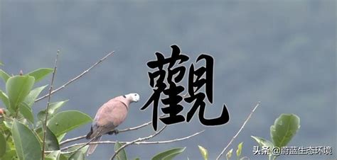 一個木一個堯|【䲷】(上面鳥,下面木)字典解释,“䲷”字的規範讀音,注音符號,音韻。